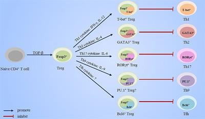 The Mechanisms of Effector Th Cell Responses Contribute to Treg Cell Function: New Insights into Pathogenesis and Therapy of Asthma